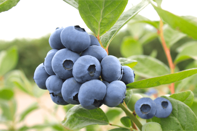 MegasBlue Blueberry Fruit(5)|Titanium fruit